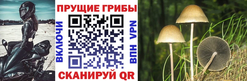 Галлюциногенные грибы Psilocybe  Шумерля 